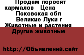 Продам поросят кармалов › Цена ­ 3 500 - Псковская обл., Великие Луки г. Животные и растения » Другие животные   